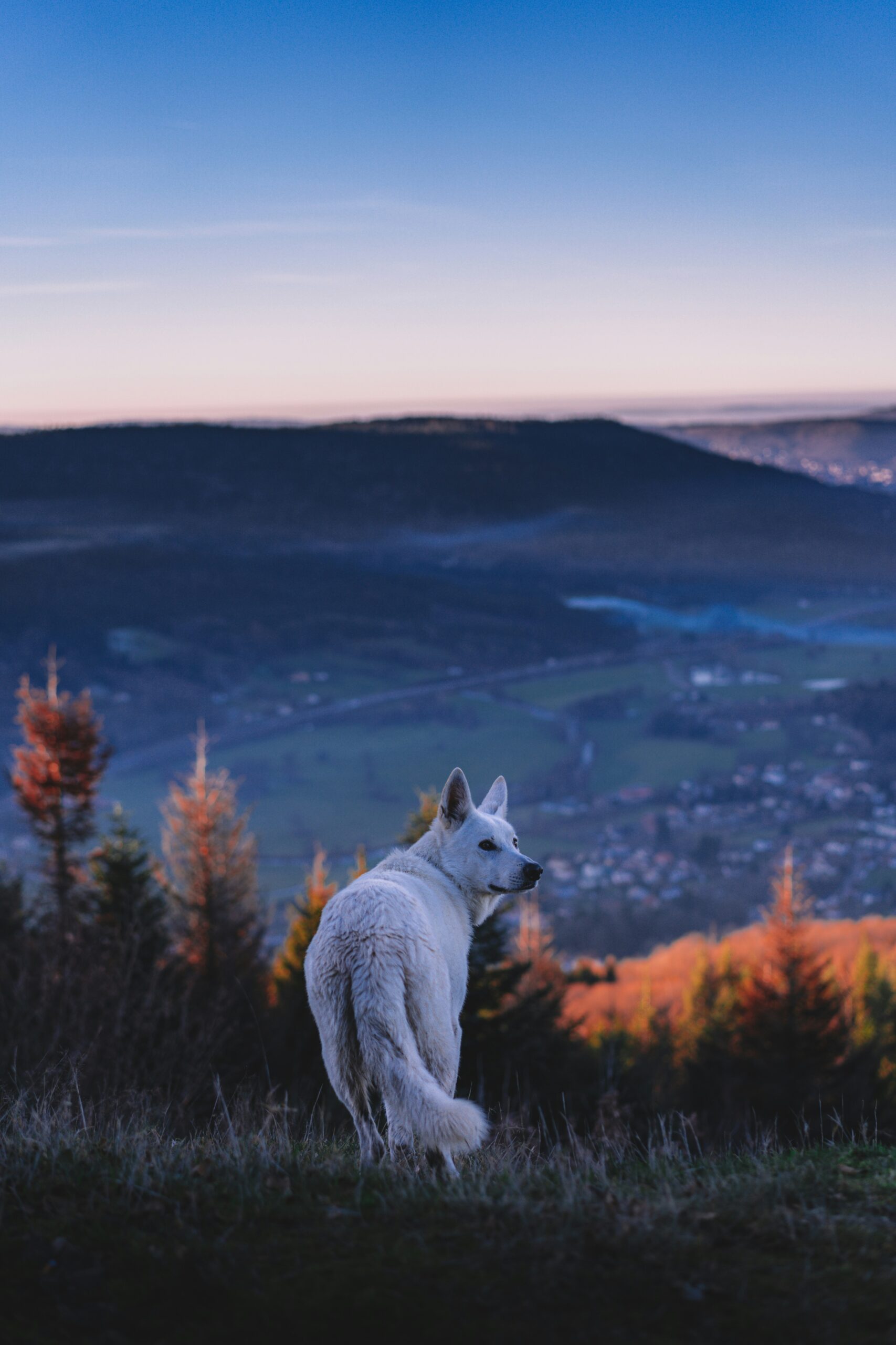 alexis-antoine-SuqciLTLPgk-unsplash Varautuminen eläinten kohtaamiseen